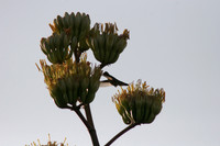 23MAY10 Desert_Botanical_Gardens